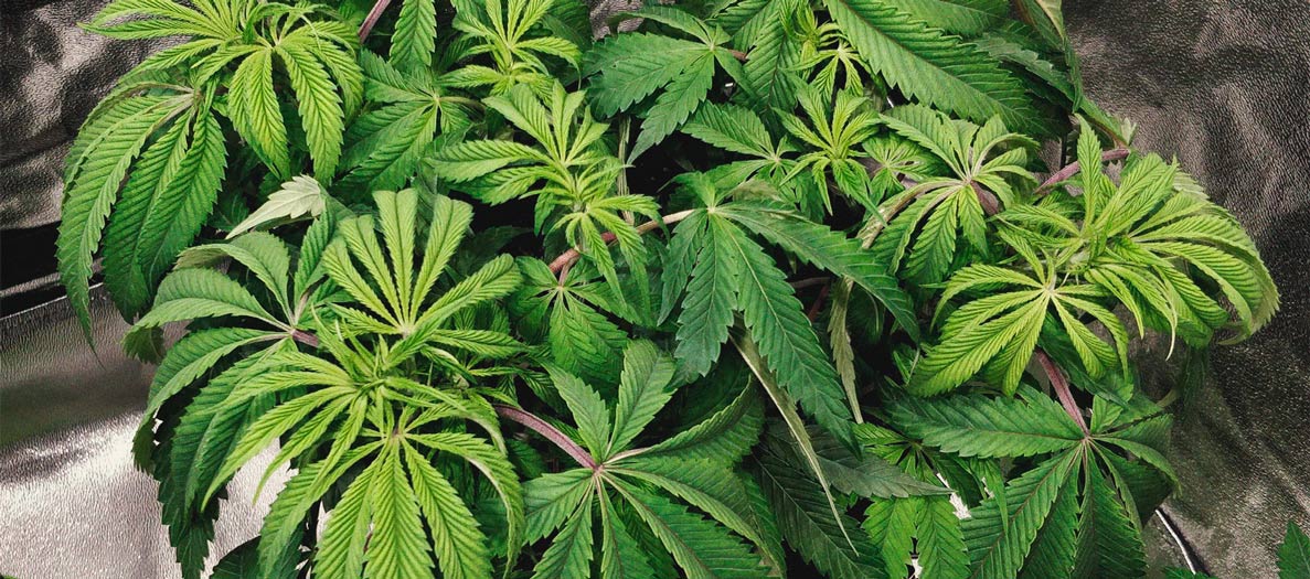 CANNABIS AILMENTS CANNABIS AILMENTS