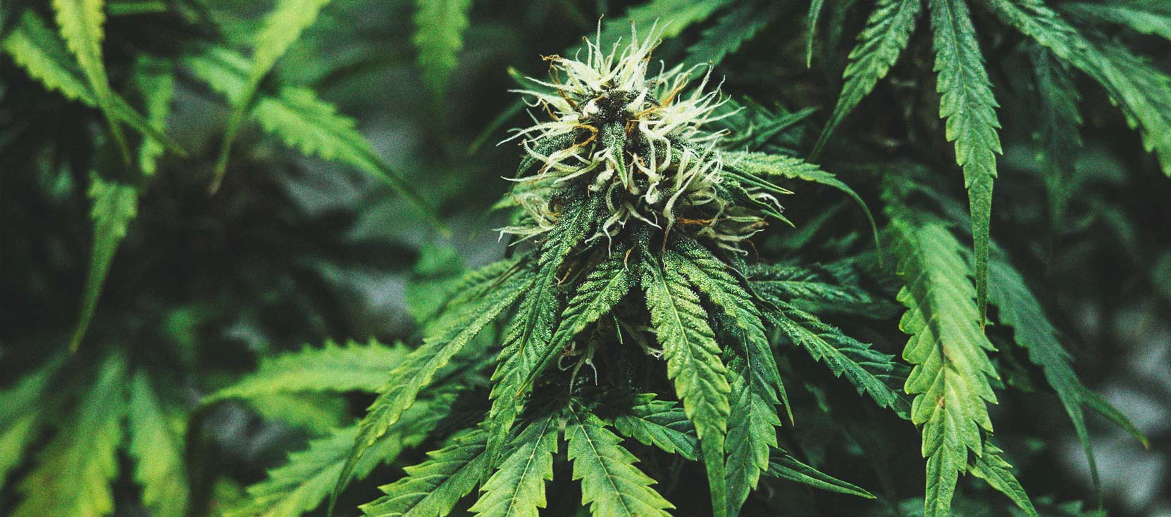 Ein Genauerer Blick Auf Den Zeitlichen Ablauf Des Cannabisanbaus Ein Genauerer Blick Auf Den Zeitlichen Ablauf Des Cannabisanbaus
