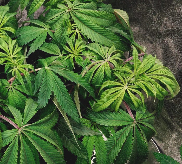 CANNABIS AILMENTS CANNABIS AILMENTS