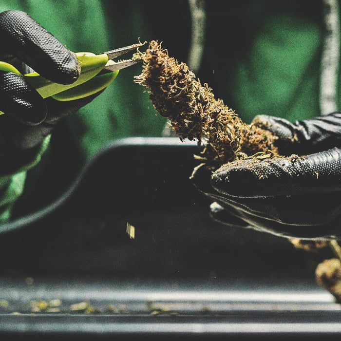 Ein Genauerer Blick Auf Den Zeitlichen Ablauf Des Cannabisanbaus