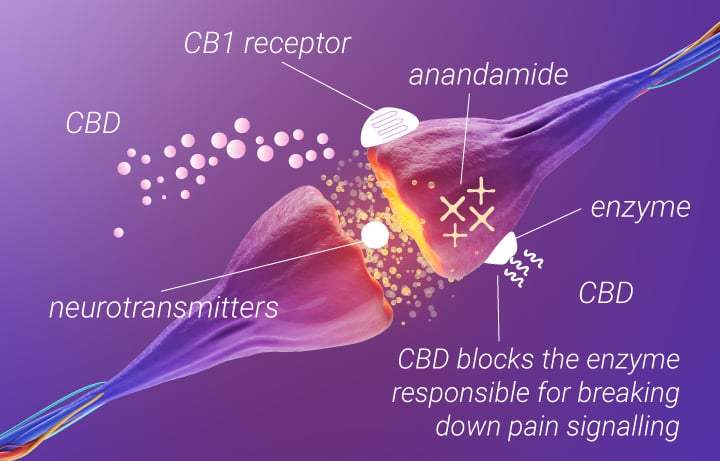 Marihuana gegen Rückenschmerzen: CBD