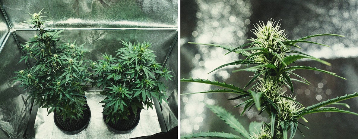 Do-Si-Dos Automatic Grow Report Do-Si-Dos Automatic Grow Report