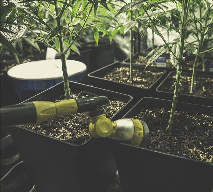 Wie man stärkeres Cannabis anbaut