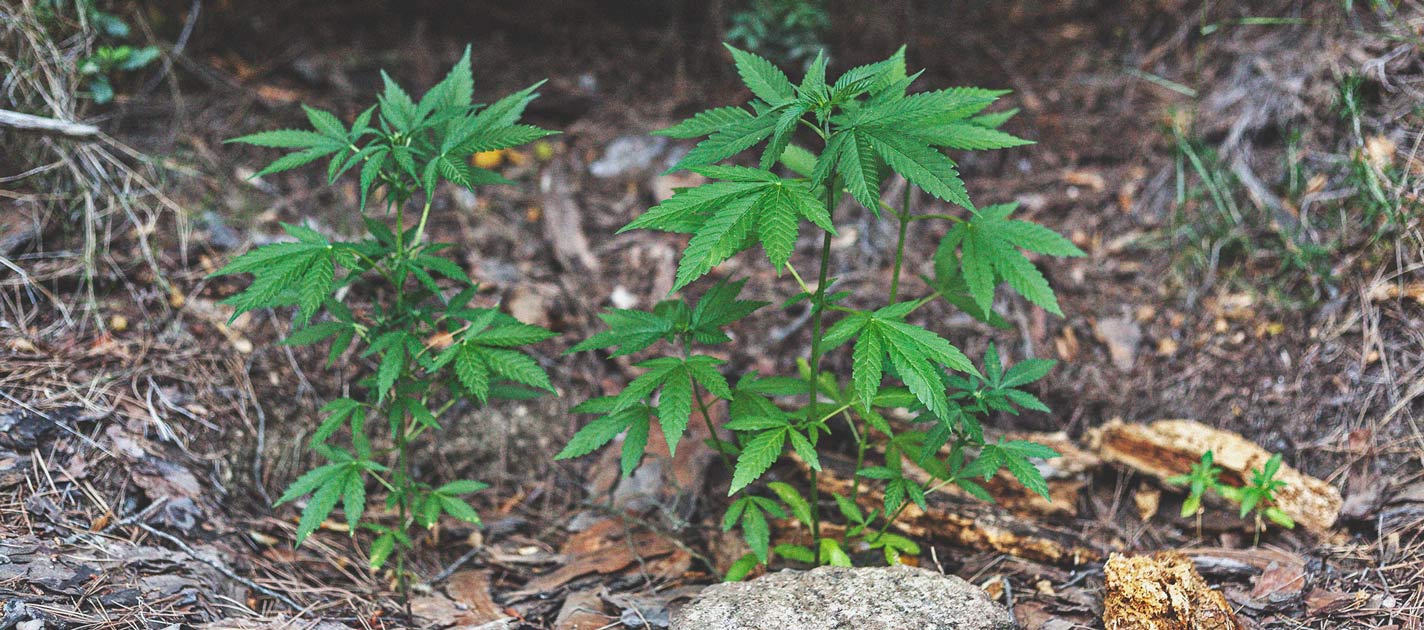 Die Grundlagen des Outdoor-Anbaus (Teil 1)