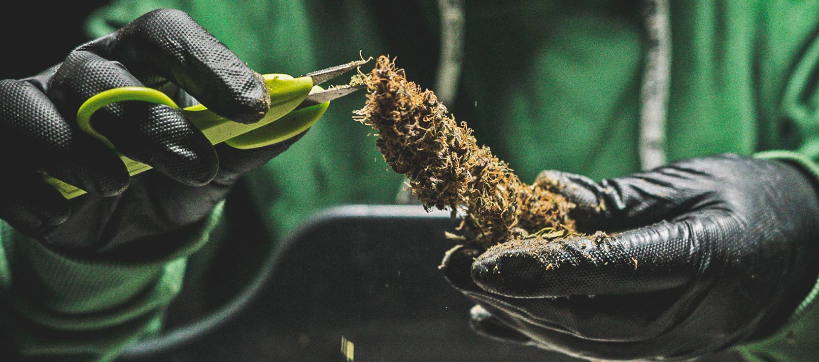 Ein Genauerer Blick Auf Den Zeitlichen Ablauf Des Cannabisanbaus