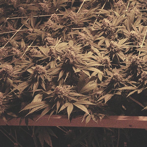Wie Du Die Bildung Von Popcorn-Buds Auf Deinen Cannabispflanzen Vermeidest