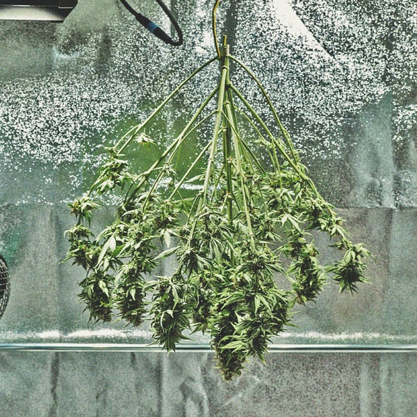 Ein Genauerer Blick Auf Den Zeitlichen Ablauf Des Cannabisanbaus