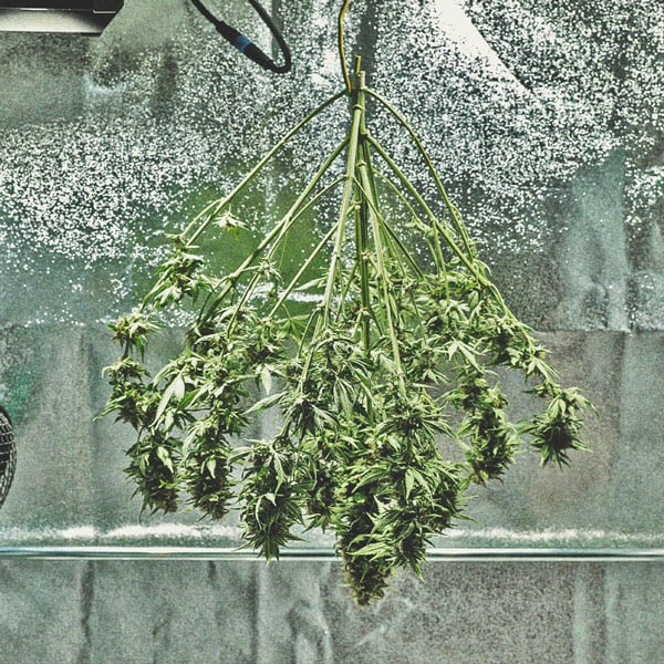 Ein Genauerer Blick Auf Den Zeitlichen Ablauf Des Cannabisanbaus Ein Genauerer Blick Auf Den Zeitlichen Ablauf Des Cannabisanbaus