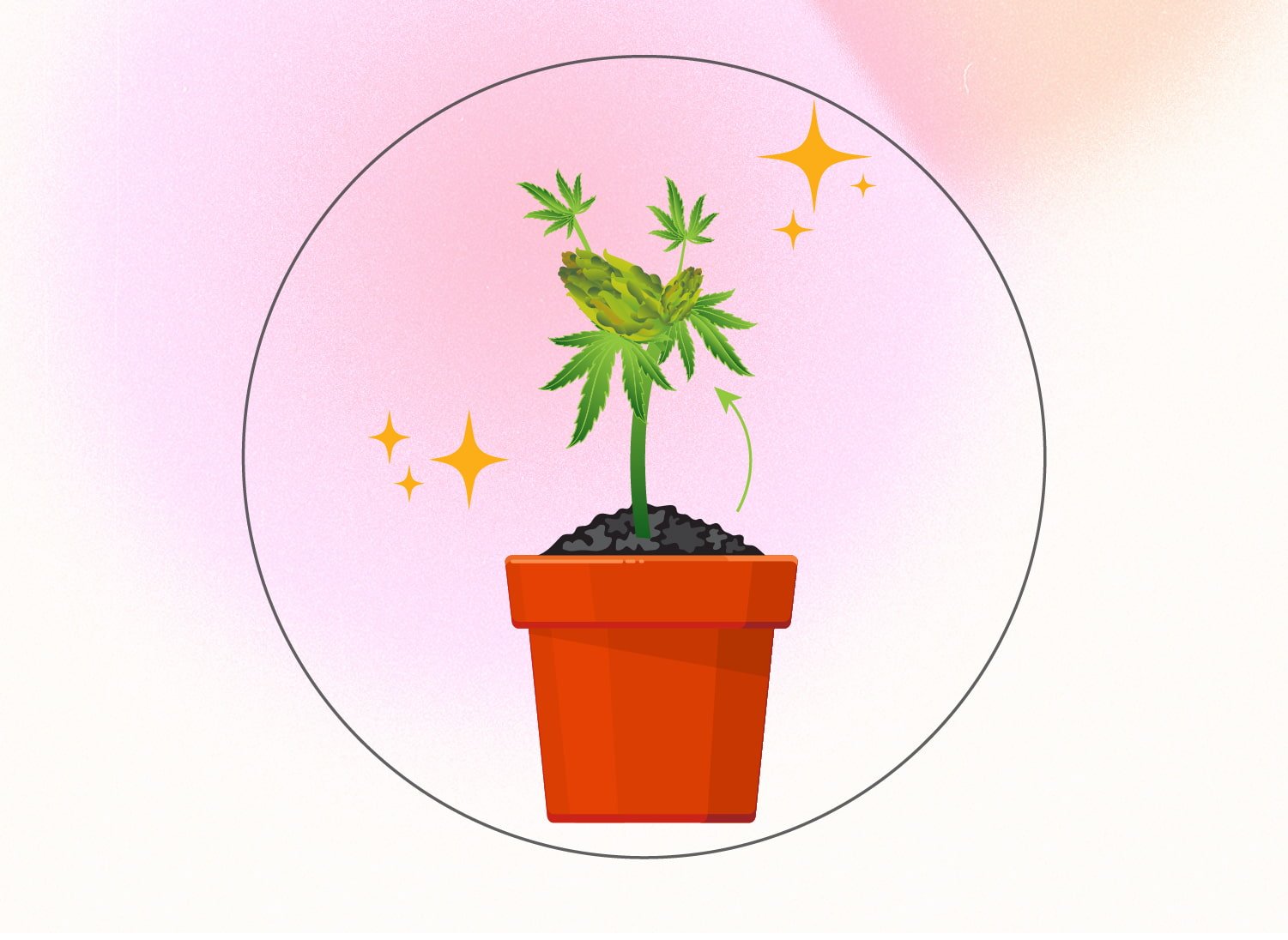 Monster Cropping Cannabis: eine Schritt-für-Schritt-Anleitung Monster Cropping Cannabis: eine Schritt-für-Schritt-Anleitung