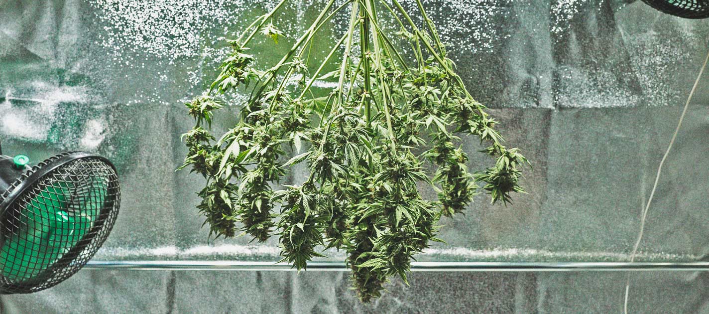 Ein Genauerer Blick Auf Den Zeitlichen Ablauf Des Cannabisanbaus