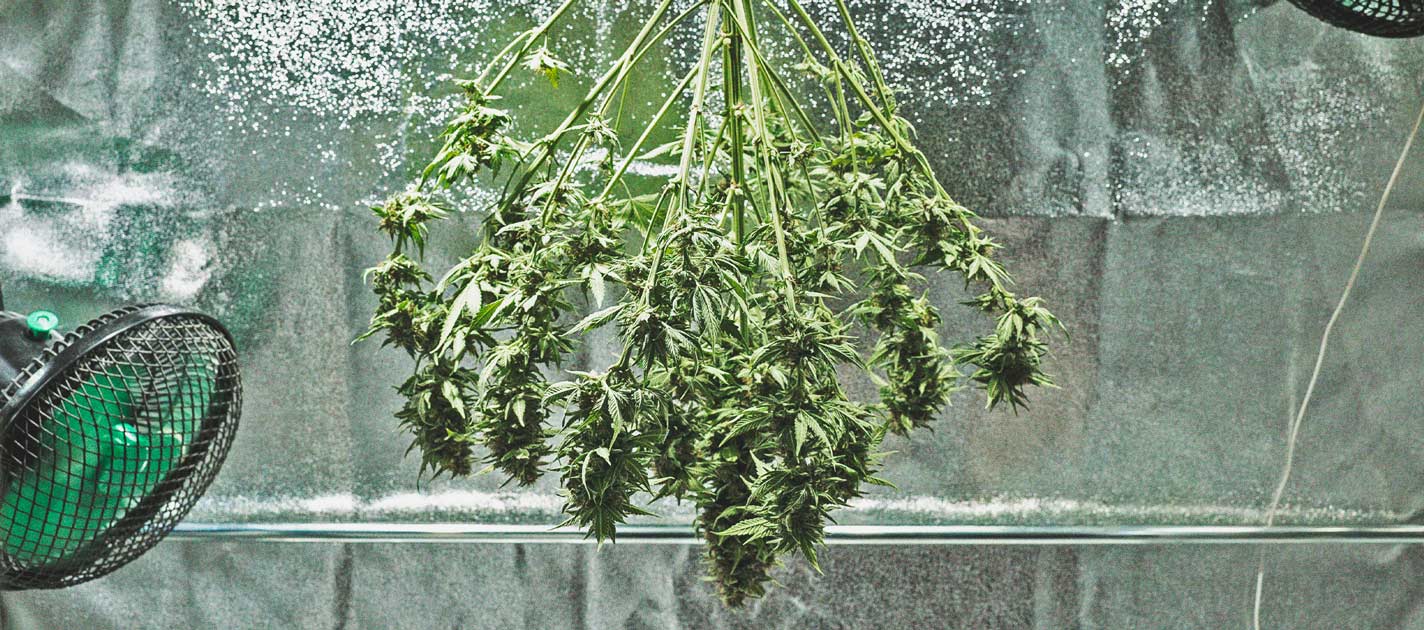 Ein Genauerer Blick Auf Den Zeitlichen Ablauf Des Cannabisanbaus Ein Genauerer Blick Auf Den Zeitlichen Ablauf Des Cannabisanbaus
