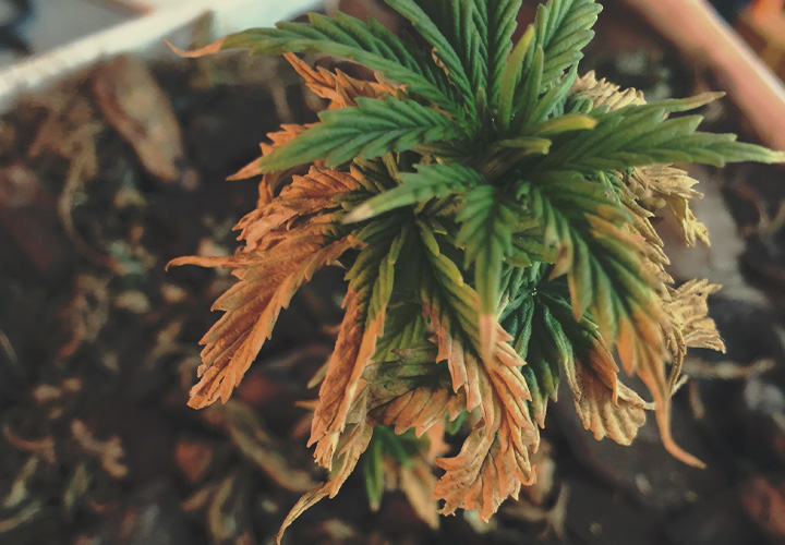 CANNABIS AILMENTS CANNABIS AILMENTS