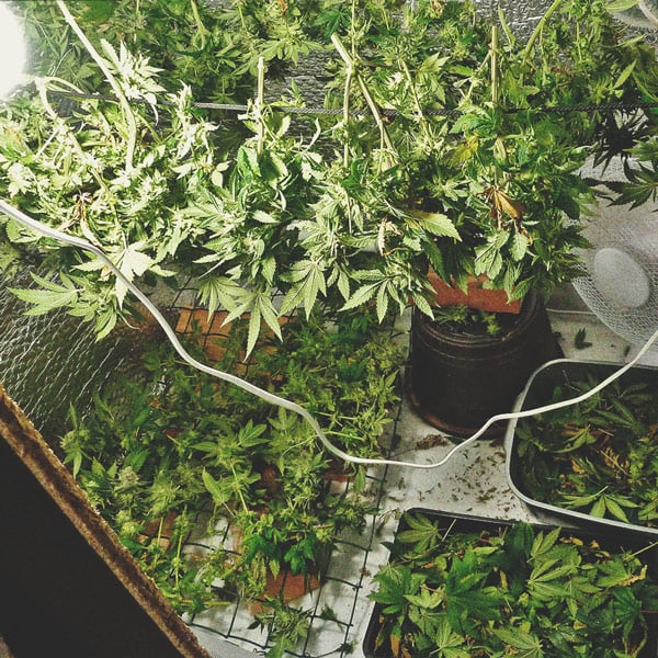 Ein Genauerer Blick Auf Den Zeitlichen Ablauf Des Cannabisanbaus Ein Genauerer Blick Auf Den Zeitlichen Ablauf Des Cannabisanbaus