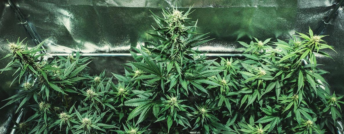Do-Si-Dos Automatic Grow Report Do-Si-Dos Automatic Grow Report