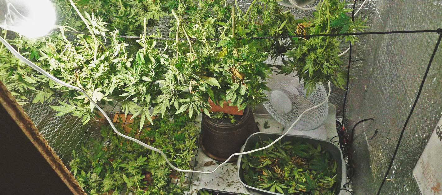 Ein Genauerer Blick Auf Den Zeitlichen Ablauf Des Cannabisanbaus Ein Genauerer Blick Auf Den Zeitlichen Ablauf Des Cannabisanbaus