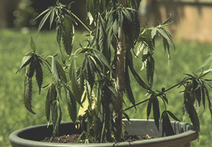CANNABIS AILMENTS CANNABIS AILMENTS