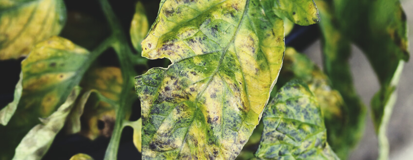 Blattseptoria Blattseptoria