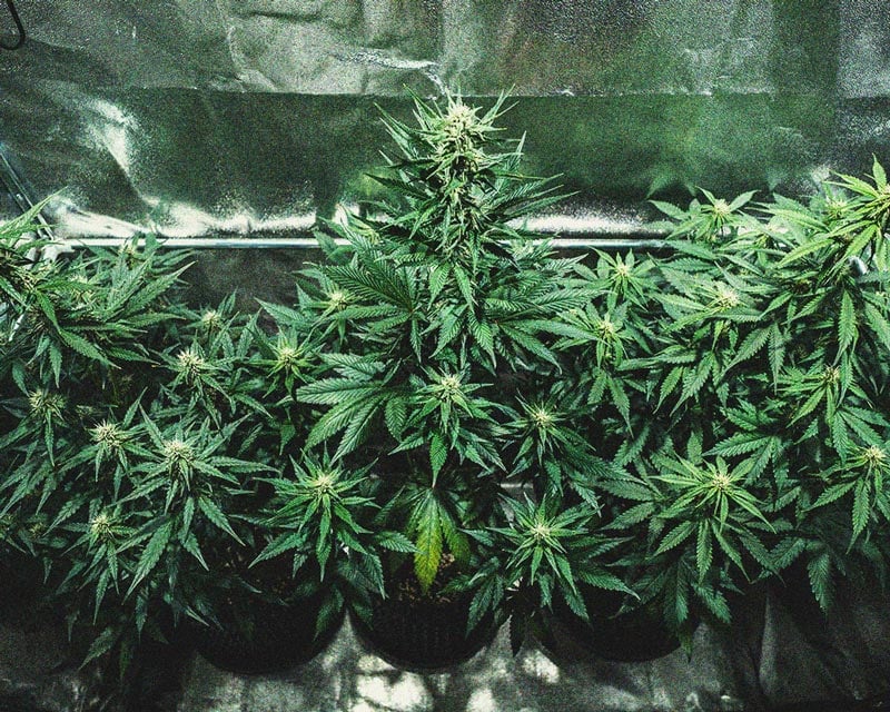 Do-Si-Dos Automatic Grow Report Do-Si-Dos Automatic Grow Report