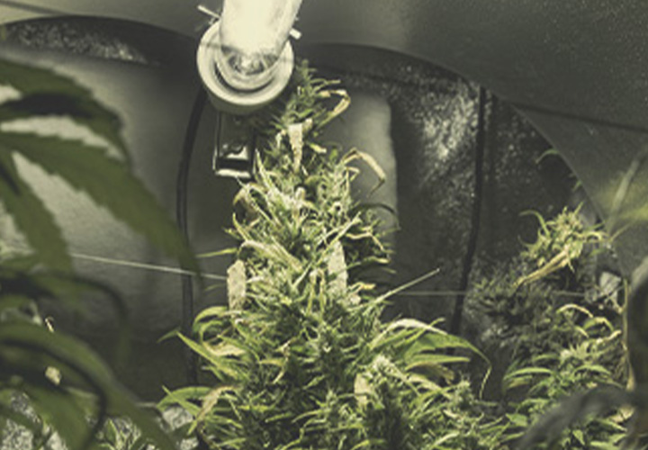 CANNABIS AILMENTS CANNABIS AILMENTS