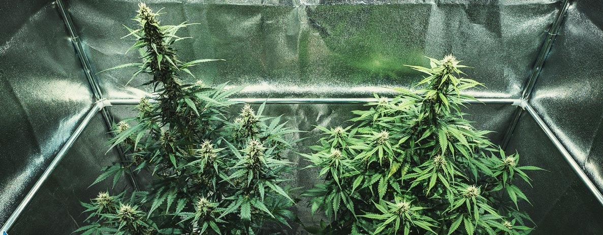 Do-Si-Dos Automatic Grow Report Do-Si-Dos Automatic Grow Report