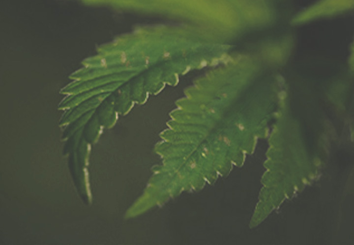 CANNABIS AILMENTS CANNABIS AILMENTS