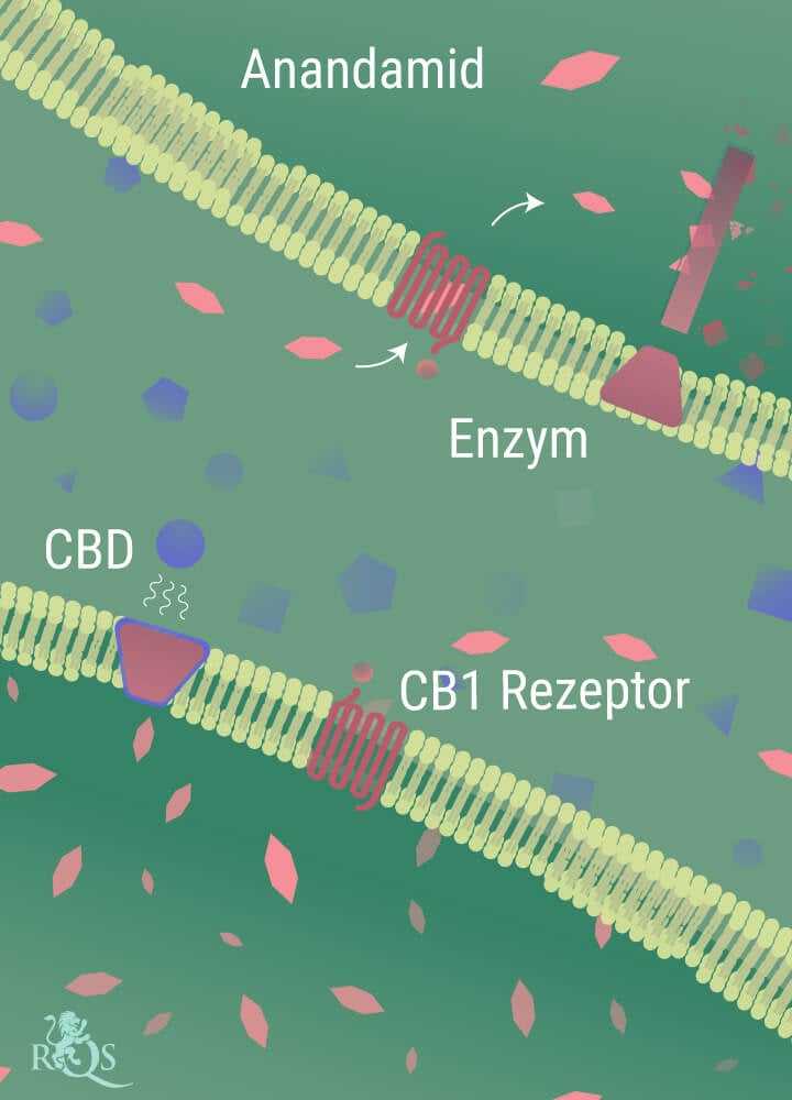 Anandamid wird durch die Enzyme abgebaut