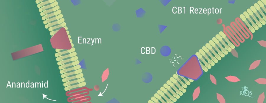 Anandamid wird durch die Enzyme abgebaut