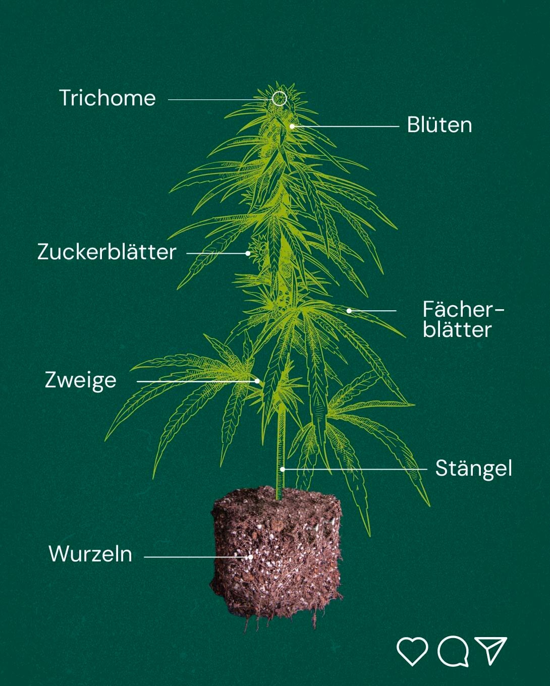 plant anatomy 2