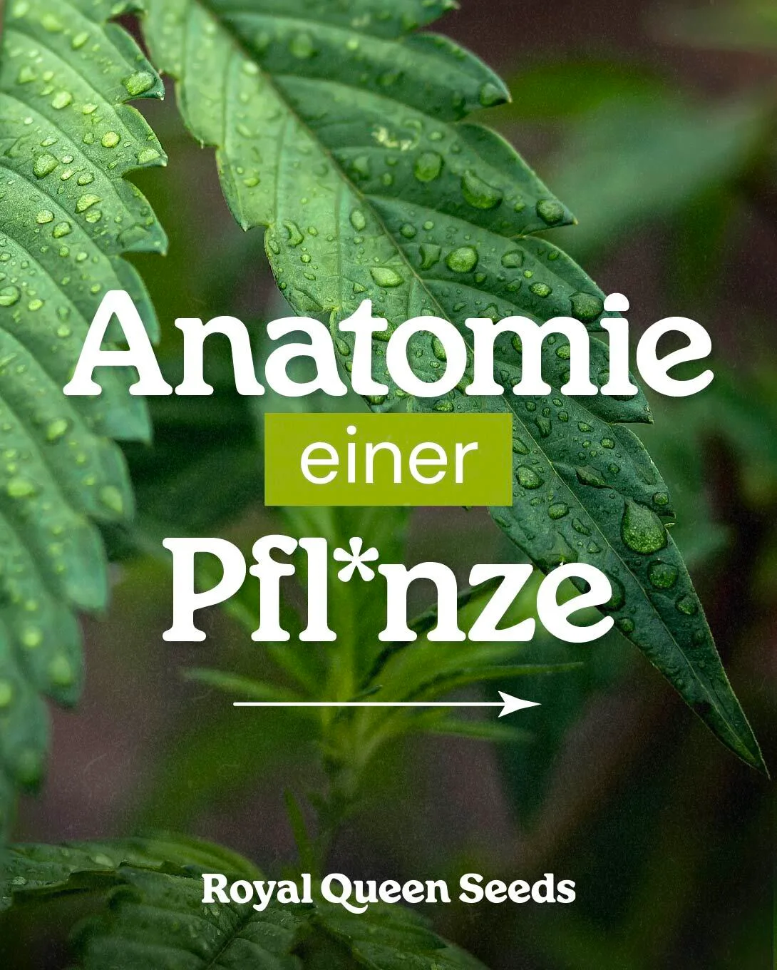 plant anatomy