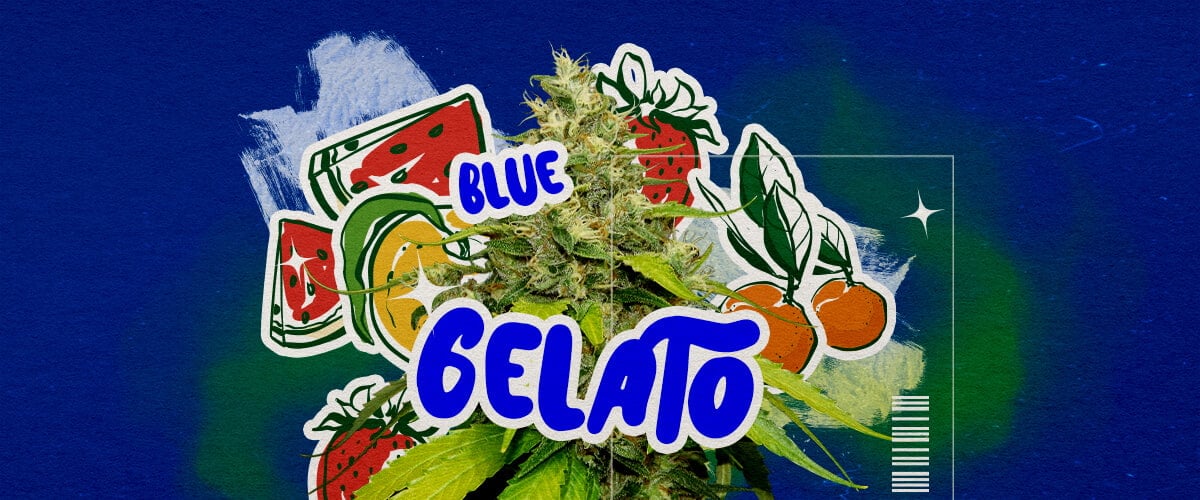 Eine Illustration eines Blue Gelato Cannabisknospen mit lila Tönen, orangefarbenen Pistillen und dichten Trichomen, mit fruchtigen Blaubeer- und cremigen Aromaelementen, auf einem grünen Hintergrund, die Aussehen und Aroma hervorhebt.