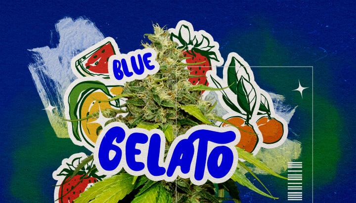 Eine Illustration eines Blue Gelato Cannabisknospen mit lila Tönen, orangefarbenen Pistillen und dichten Trichomen, mit fruchtigen Blaubeer- und cremigen Aromaelementen, auf einem grünen Hintergrund, die Aussehen und Aroma hervorhebt.