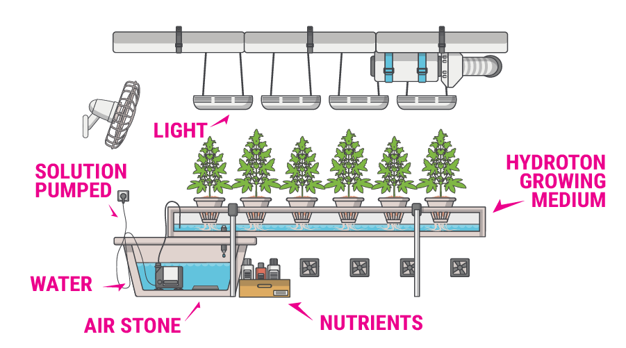 Leitfaden für den Anbau von Cannabis auf Hydrokultur RQS Blog