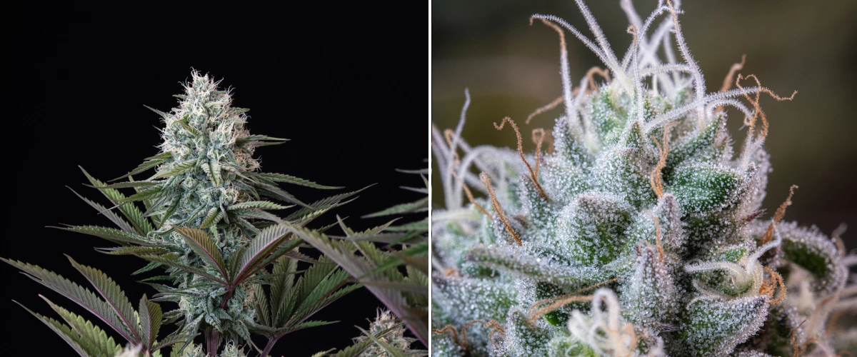 Astro Lemonade F1 Bud-Struktur: frostige Trichome Astro Lemonade F1 Cannabis-Bud mit dichten harzigen Blüten, frostigen Trichomen, weißen Blütenstempeln und violett-grünem Laub vor dunklem Hintergrund.