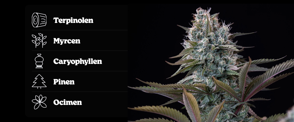 Astro Lemonade F1 Terpenprofil: Zitronenaromen Astro Lemonade F1 Cannabis-Bud mit Terpenprofil, das Terpinolen, Ocimen, Caryophyllen, Myrcen und Pinen zeigt.
