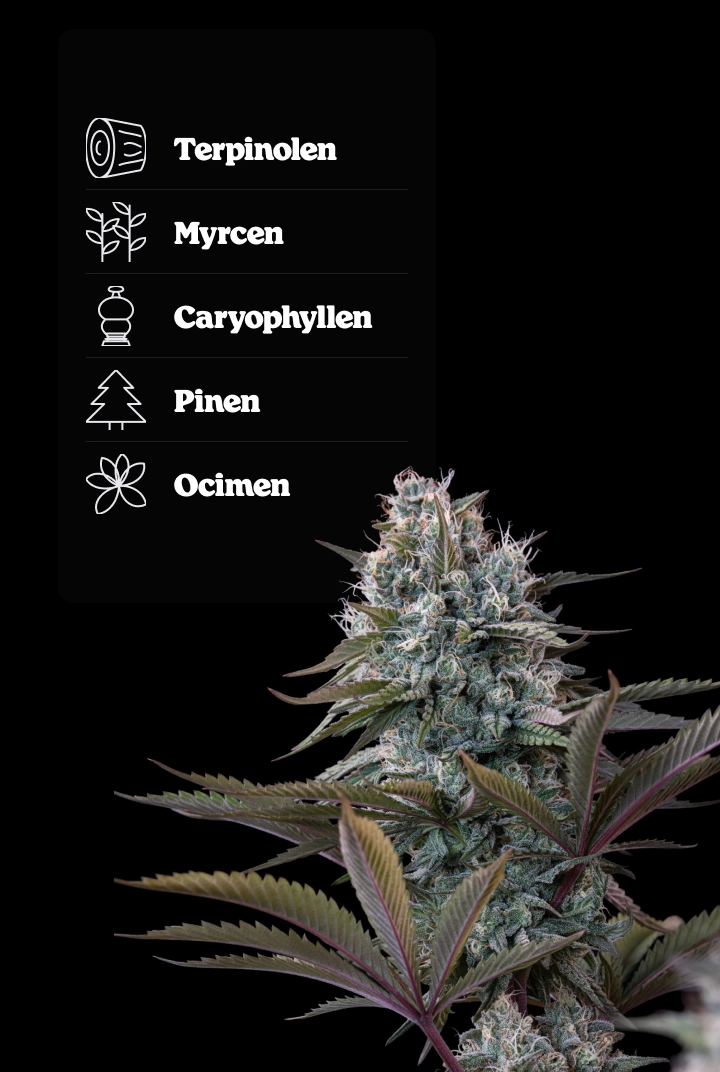 Astro Lemonade F1 Terpenprofil: Zitronenaromen Astro Lemonade F1 Cannabis-Bud mit Terpenprofil, das Terpinolen, Ocimen, Caryophyllen, Myrcen und Pinen zeigt.