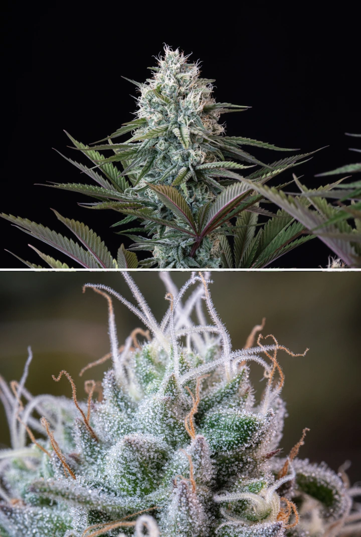 Astro Lemonade F1 Bud-Struktur: frostige Trichome Astro Lemonade F1 Cannabis-Bud mit dichten harzigen Blüten, frostigen Trichomen, weißen Blütenstempeln und violett-grünem Laub vor dunklem Hintergrund.