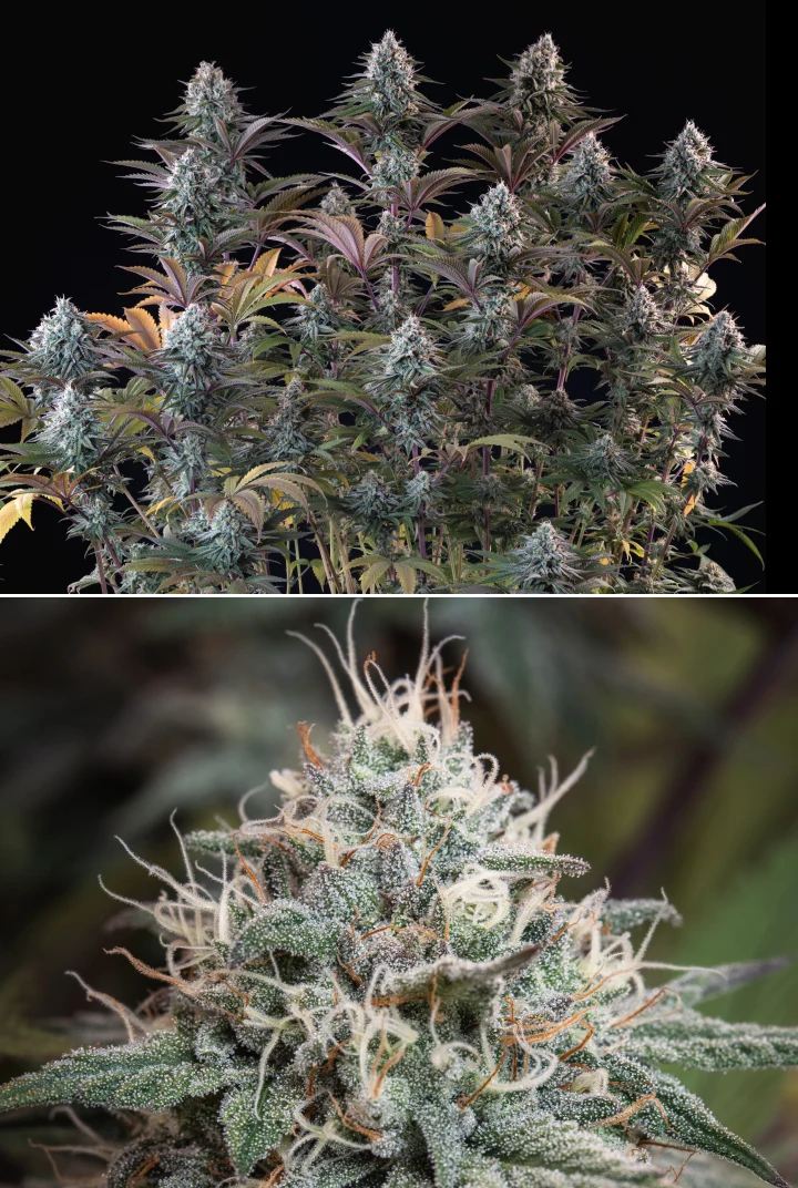 Astro Lemonade F1: dichte harzige Buds Astro Lemonade F1 Cannabispflanze mit dichten frostigen Buds, weißen Blütenstempeln, violetten Blättern und starker Harzproduktion vor dunklem Hintergrund.