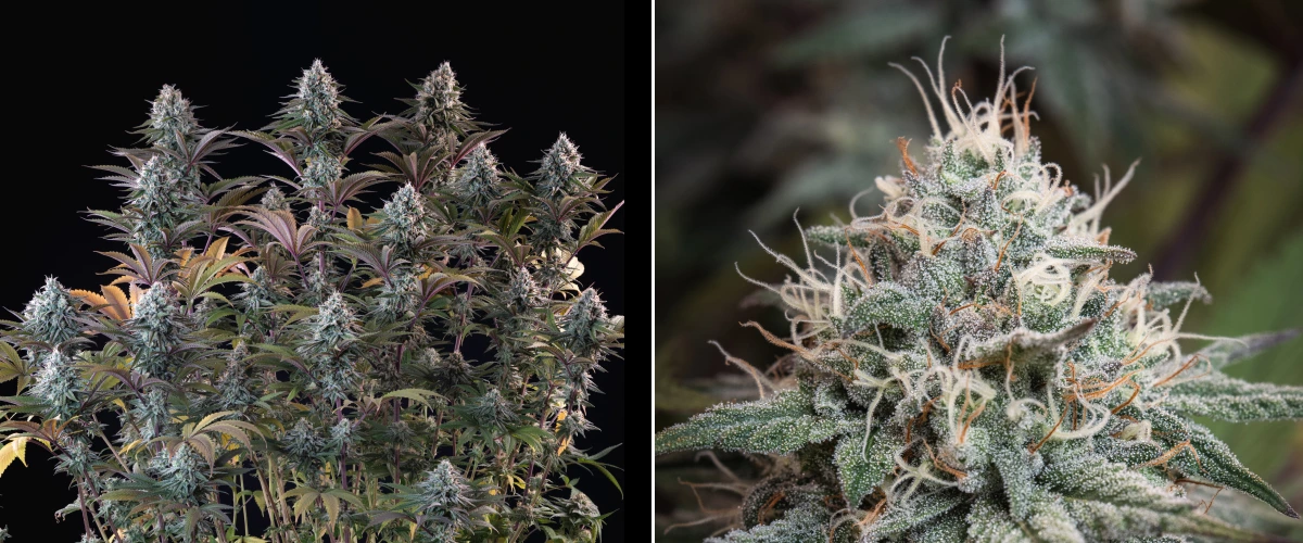 Astro Lemonade F1: dichte harzige Buds Astro Lemonade F1 Cannabispflanze mit dichten frostigen Buds, weißen Blütenstempeln, violetten Blättern und starker Harzproduktion vor dunklem Hintergrund.