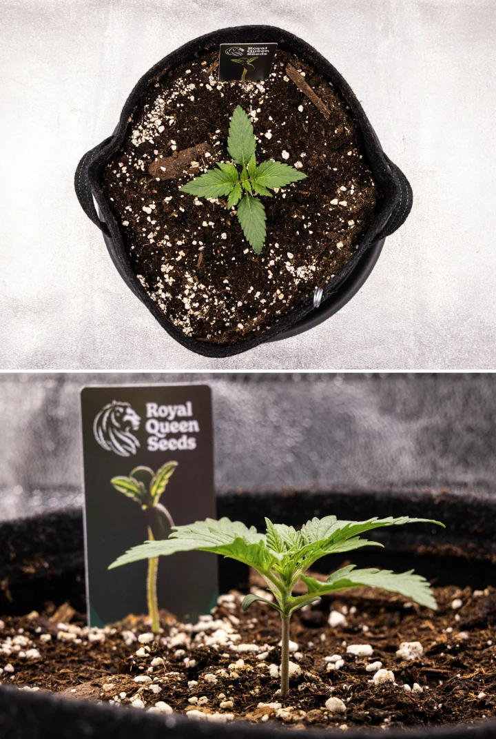 Atlas F1 Grow Report: Woche 1, Sämlingsphase Atlas F1 Cannabissämling wächst in einem Stofftopf während Woche 1 des Grow Reports, mit früher Blattentwicklung, gesunder Erde, Perlit und einem Royal Queen Seeds Pflanzenetikett.