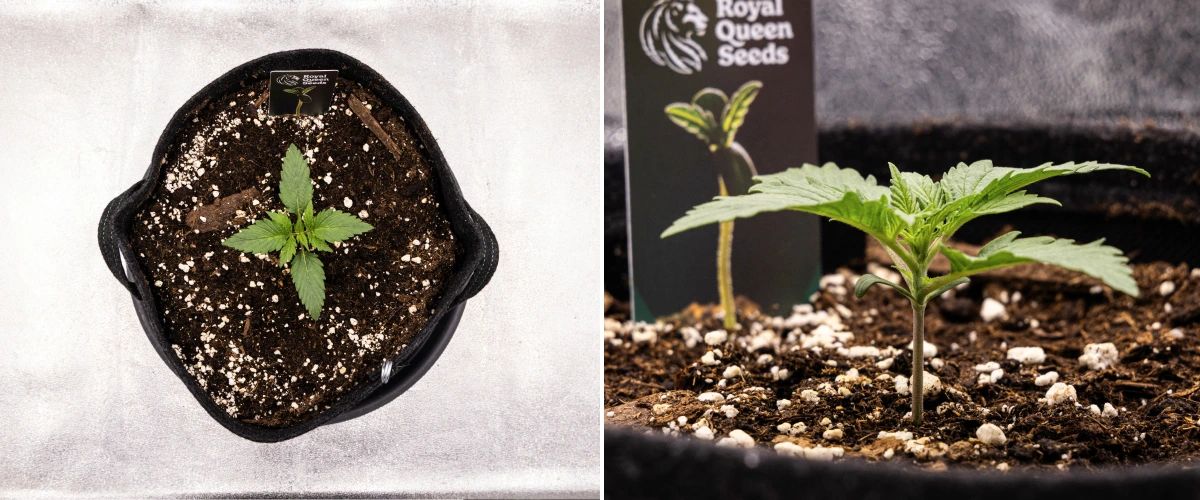 Atlas F1 Grow Report: Woche 1, Sämlingsphase Atlas F1 Cannabissämling wächst in einem Stofftopf während Woche 1 des Grow Reports, mit früher Blattentwicklung, gesunder Erde, Perlit und einem Royal Queen Seeds Pflanzenetikett.