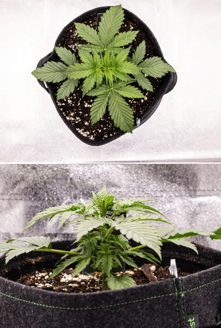 Atlas F1 Grow Report: Woche 2, vegetatives Wachstum Atlas F1 Cannabispflanze wächst in einem Stofftopf während Woche 2 des Grow Reports, mit gesundem vegetativem Wachstum, breiten grünen Blättern, Erde mit Perlit und einer kompakten Pflanzenstruktur.