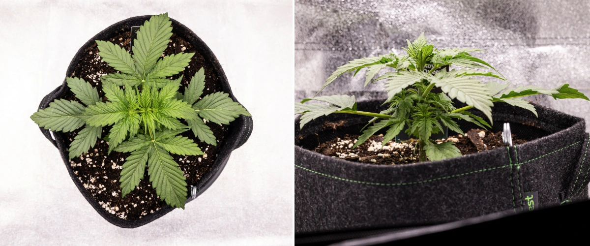 Atlas F1 Grow Report: Woche 2, vegetatives Wachstum Atlas F1 Cannabispflanze wächst in einem Stofftopf während Woche 2 des Grow Reports, mit gesundem vegetativem Wachstum, breiten grünen Blättern, Erde mit Perlit und einer kompakten Pflanzenstruktur.