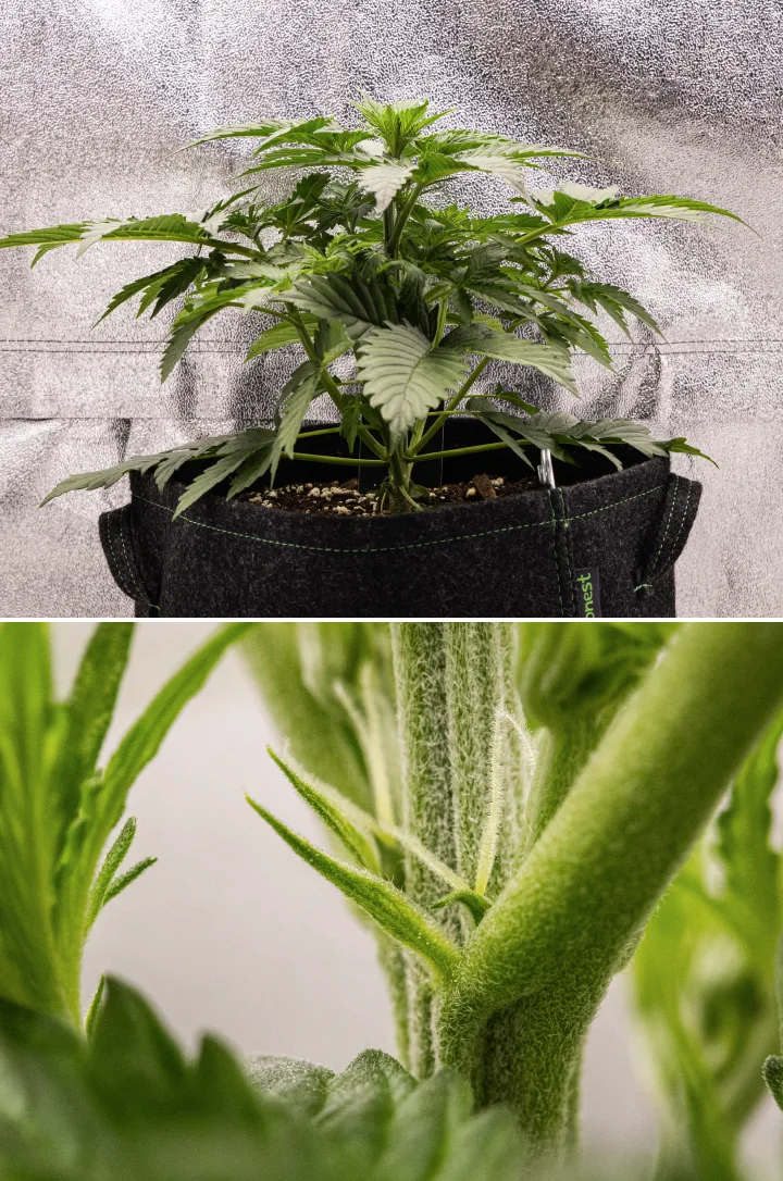 Atlas F1 Grow Report: Woche 3, frühe Blüte Atlas F1 Cannabispflanze wächst in einem Stofftopf während Woche 3 des Grow Reports, mit kompaktem Wachstum, ersten Anzeichen der Blüte, weißen Blütenstempeln und gesundem grünen Laub.