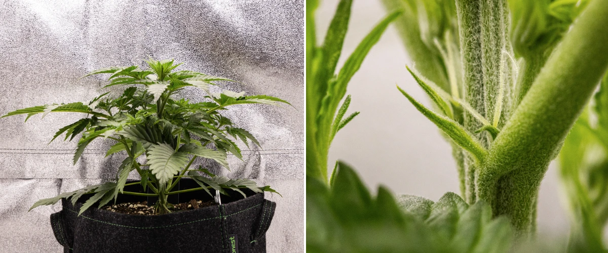 Atlas F1 Grow Report: Woche 3, frühe Blüte Atlas F1 Cannabispflanze wächst in einem Stofftopf während Woche 3 des Grow Reports, mit kompaktem Wachstum, ersten Anzeichen der Blüte, weißen Blütenstempeln und gesundem grünen Laub.