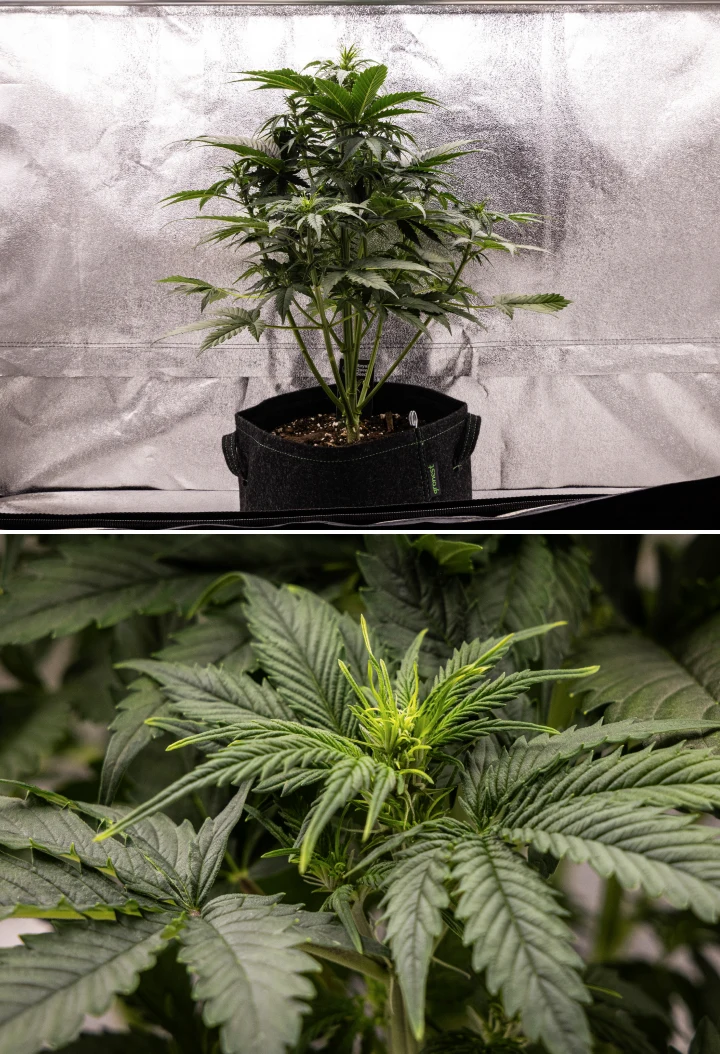 Atlas F1 Grow Report: Woche 4, Blütestretch Atlas F1 Cannabispflanze wächst in einem Stofftopf während Woche 4 des Grow Reports, mit starkem vertikalem Wachstum, früher Blütenbildung, gesunden grünen Blättern und sichtbaren Blütenstellen.