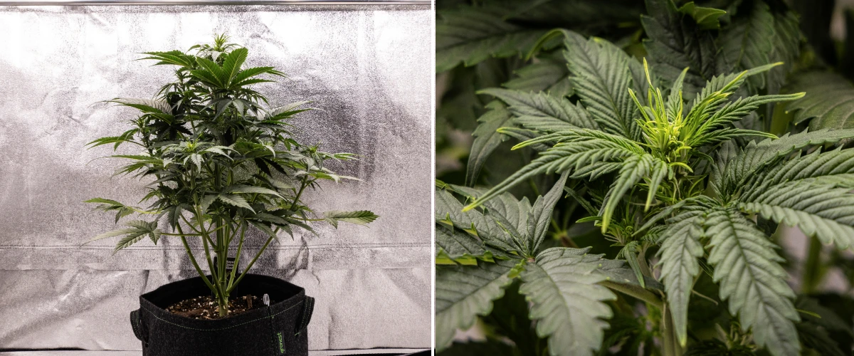 Atlas F1 Grow Report: Woche 4, Blütestretch Atlas F1 Cannabispflanze wächst in einem Stofftopf während Woche 4 des Grow Reports, mit starkem vertikalem Wachstum, früher Blütenbildung, gesunden grünen Blättern und sichtbaren Blütenstellen.