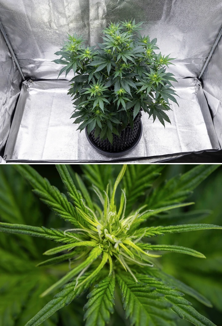 Atlas F1 Grow Report: Woche 5, Bud-Entwicklung Atlas F1 Cannabispflanze wächst in einem Stofftopf während Woche 5 des Grow Reports, mit mehreren Blütenstellen, sich entwickelnden Buds, weißen Blütenstempeln und gesundem grünen Laub.