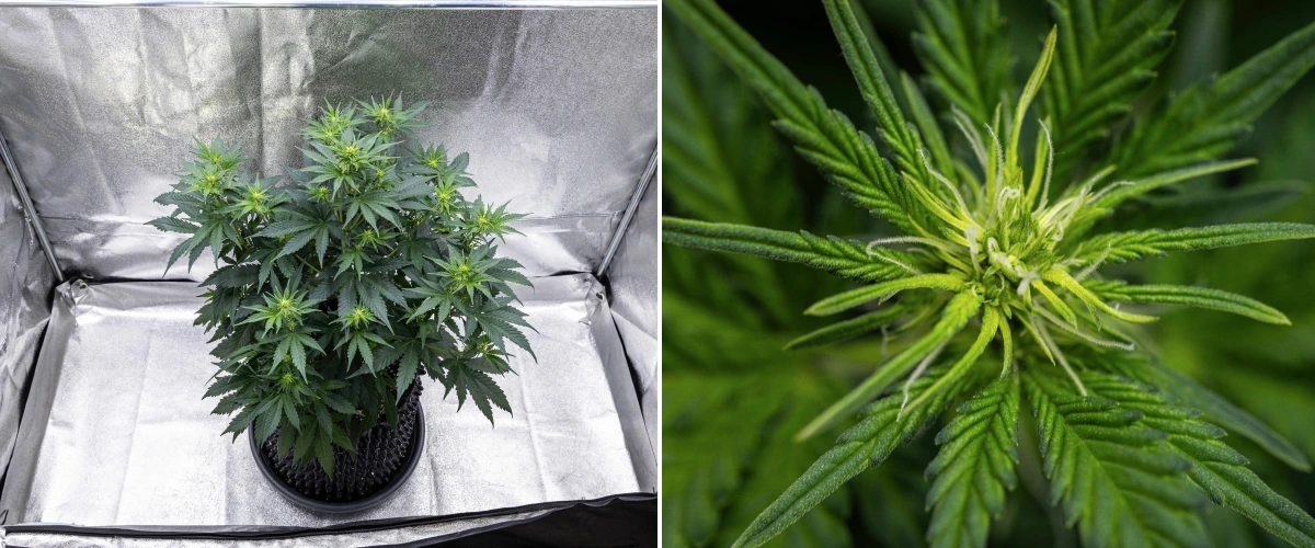 Atlas F1 Grow Report: Woche 5, Bud-Entwicklung Atlas F1 Cannabispflanze wächst in einem Stofftopf während Woche 5 des Grow Reports, mit mehreren Blütenstellen, sich entwickelnden Buds, weißen Blütenstempeln und gesundem grünen Laub.