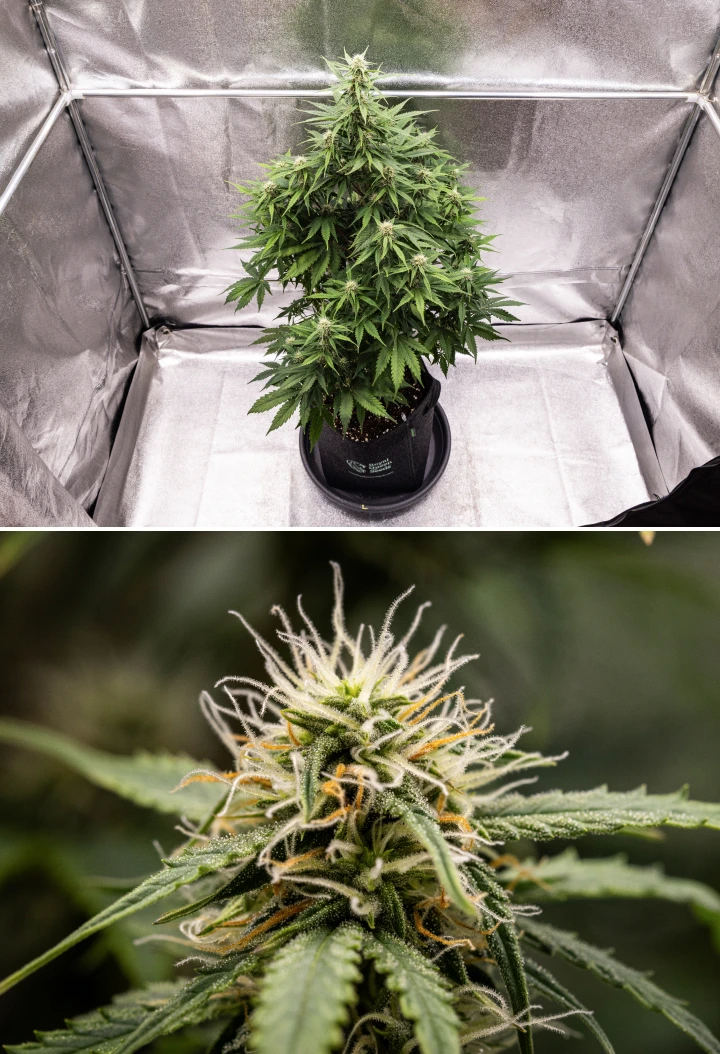 Atlas F1 Grow Report: Woche 6, harzige Buds Atlas F1 Cannabispflanze wächst in einem Stofftopf während Woche 6 des Grow Reports, mit dichter Bud-Entwicklung, weißen und orangefarbenen Blütenstempeln, harzigen Trichomen und gesundem Blütenwachstum.
