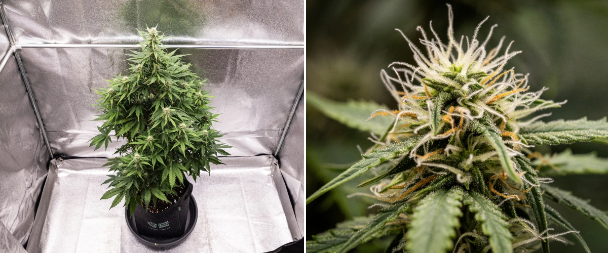 Atlas F1 Grow Report: Woche 6, harzige Buds Atlas F1 Cannabispflanze wächst in einem Stofftopf während Woche 6 des Grow Reports, mit dichter Bud-Entwicklung, weißen und orangefarbenen Blütenstempeln, harzigen Trichomen und gesundem Blütenwachstum.